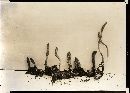 Cordyceps militaris image