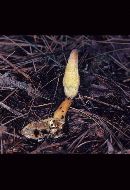 Cordyceps melolonthae image