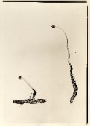 Ophiocordyceps gracilis image