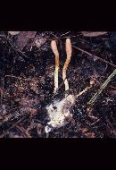 Cordyceps militaris image
