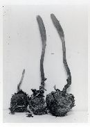 Elaphocordyceps ophioglossoides image