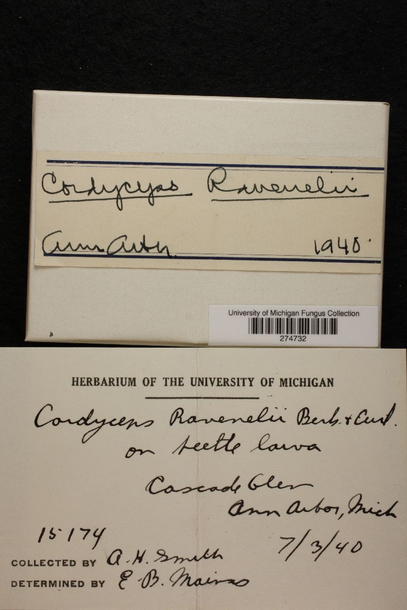 Ophiocordyceps ravenelii image
