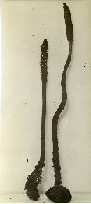 Ophiocordyceps ravenelii image