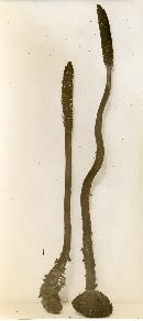 Ophiocordyceps ravenelii image