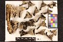 Urnula craterium image