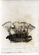 Urnula craterium image