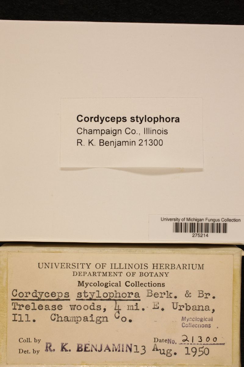 Cordyceps stylophora image