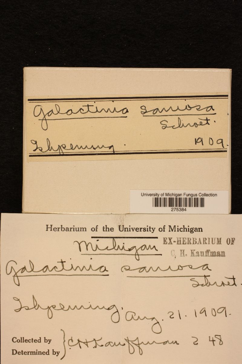 Galactinia saniosa image