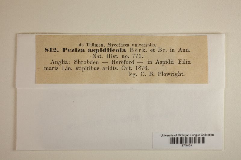 Psilachnum chrysostigma image