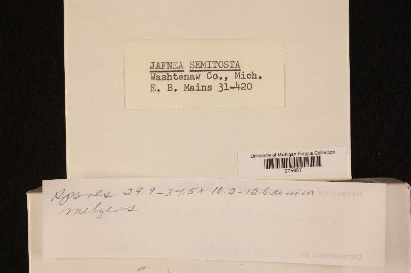 Jafnea semitosta image