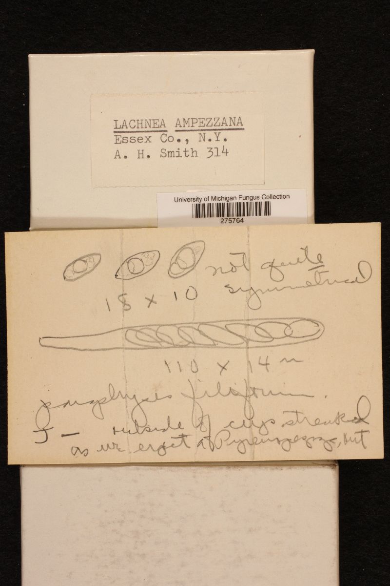 Lachnea ampezzana image
