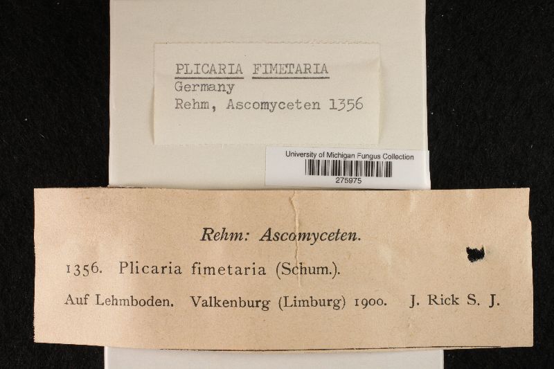 Plicaria fimetaria image