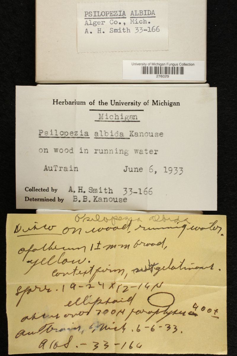 Psilopezia albida image