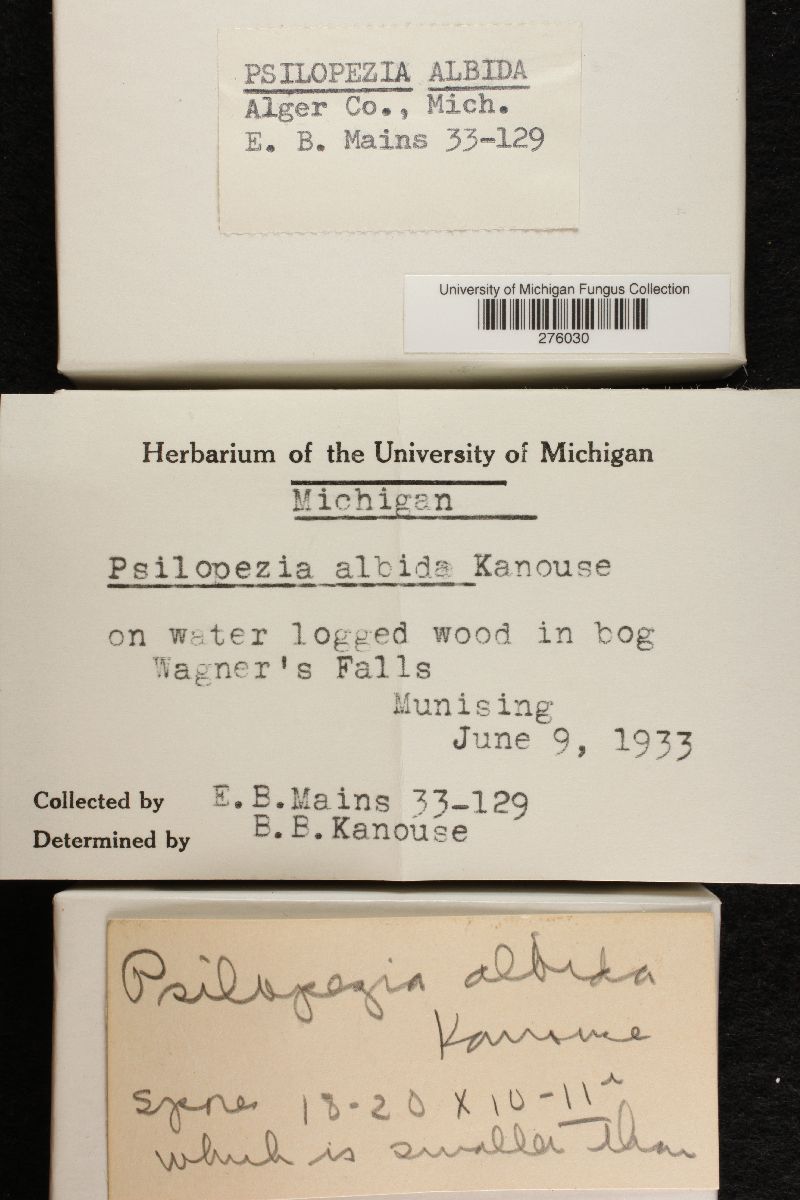Psilopezia albida image