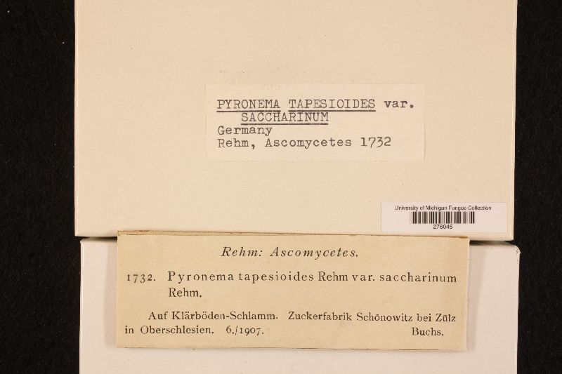 Pyronema tapesioides var. saccharinum image