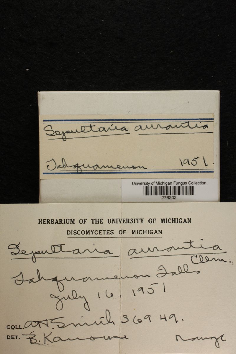 Geopora arenicola image