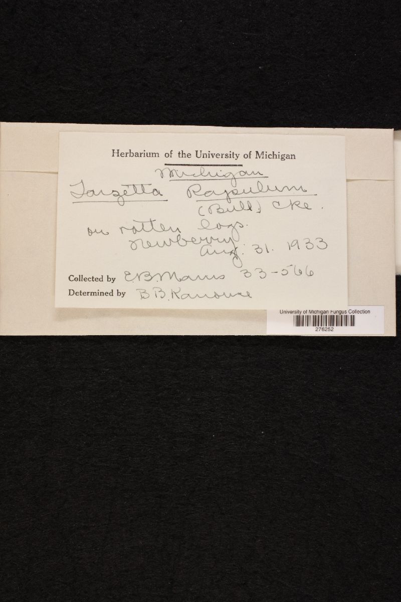 Stromatinia image