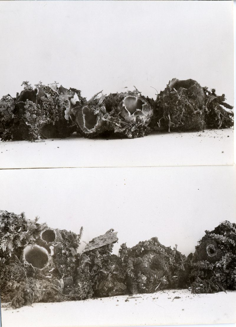 Sepultaria pellita image