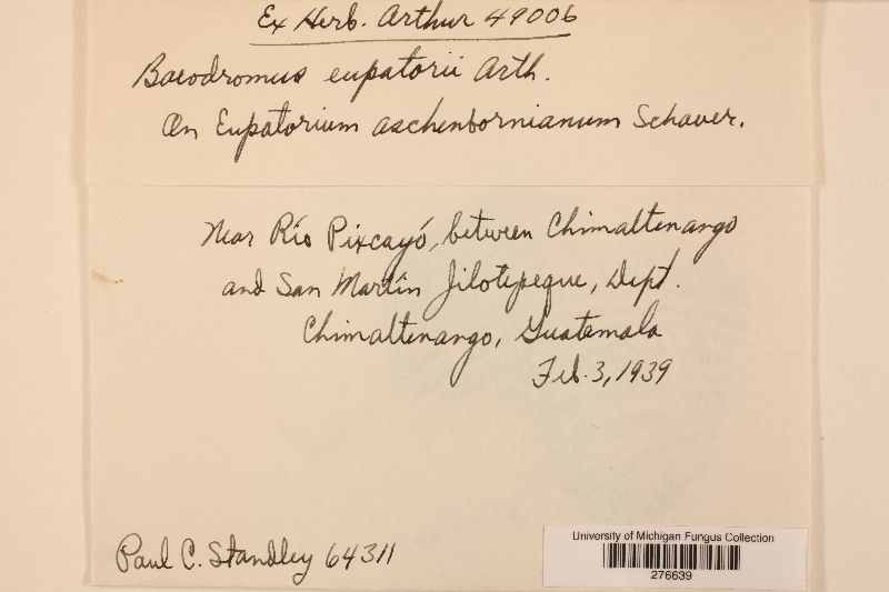 Baeodromus eupatorii image