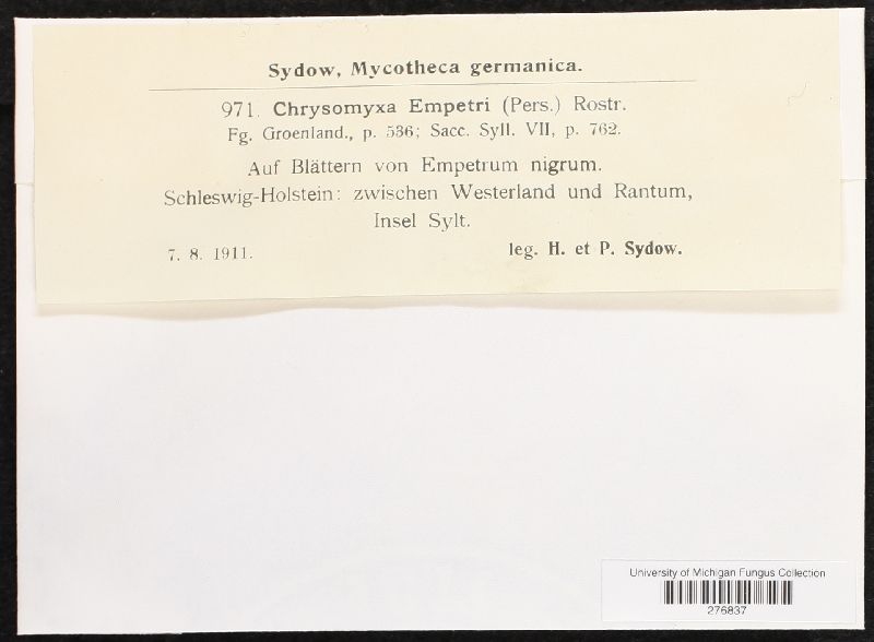 Chrysomyxa empetri image