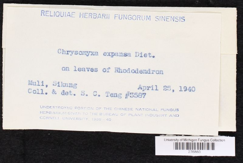 Chrysomyxa expansa image