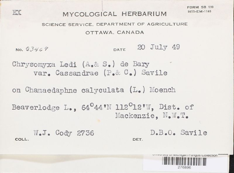 Chrysomyxa ledi var. cassandrae image