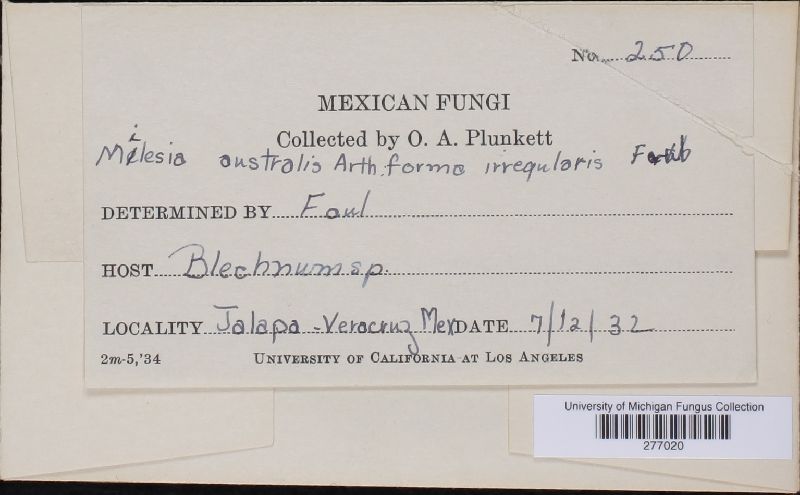 Milesia australis image