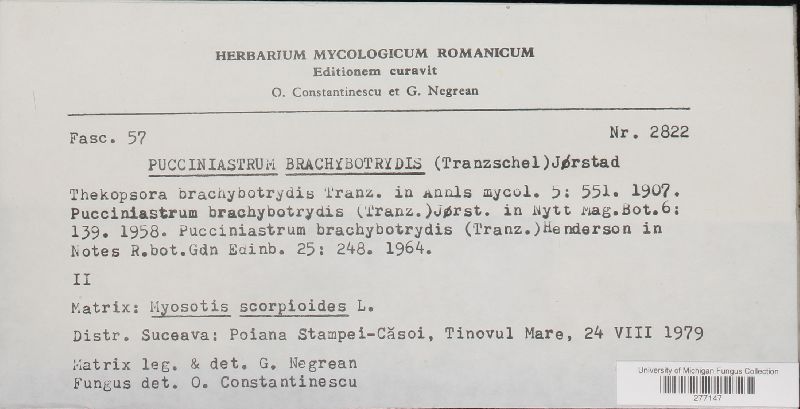 Pucciniastrum brachybotrydis image