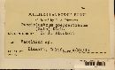 Pucciniastrum goeppertianum image