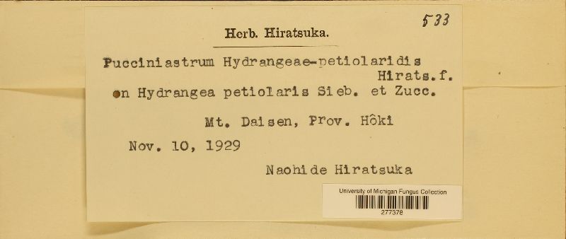 Pucciniastrum hydrangeae-petiolaridis image