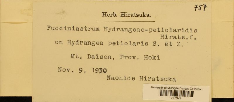 Pucciniastrum hydrangeae-petiolaridis image
