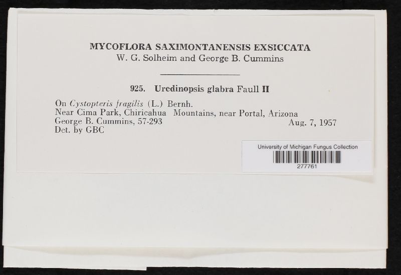 Uredinopsis glabra image