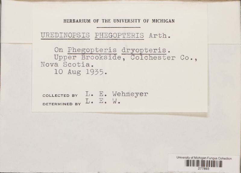Uredinopsis phegopteridis image