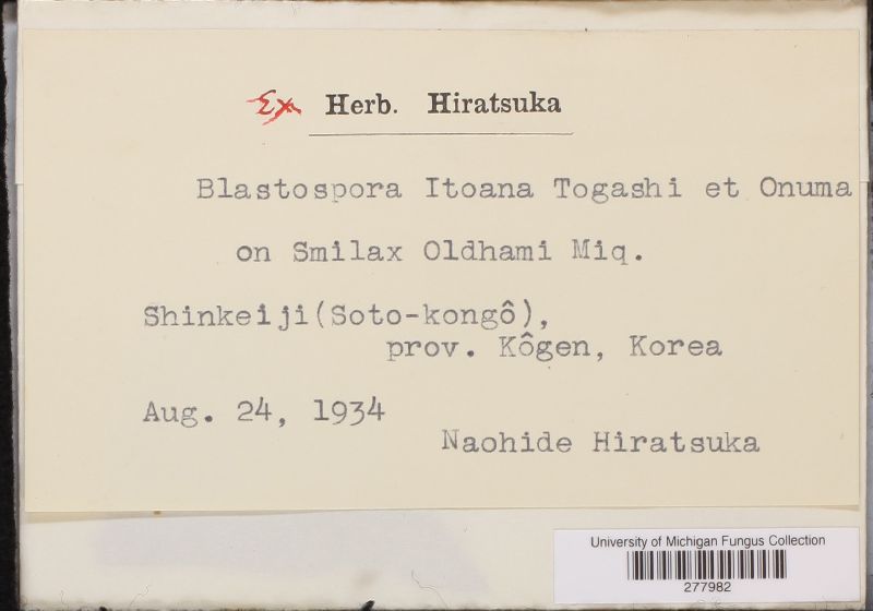 Blastospora itoana image