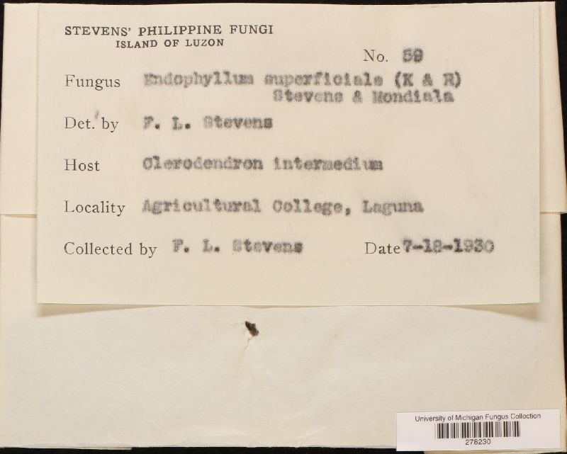 Endophyllum superficiale image