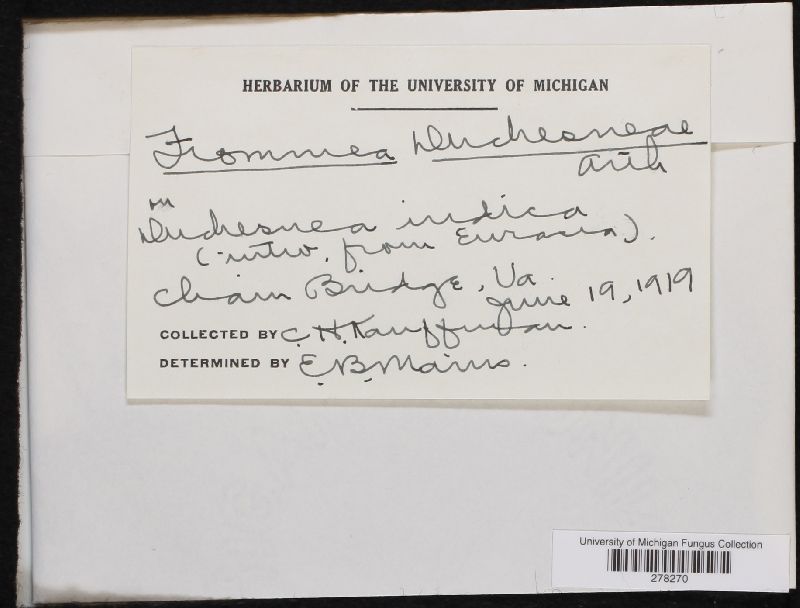 Frommea duchesneae image