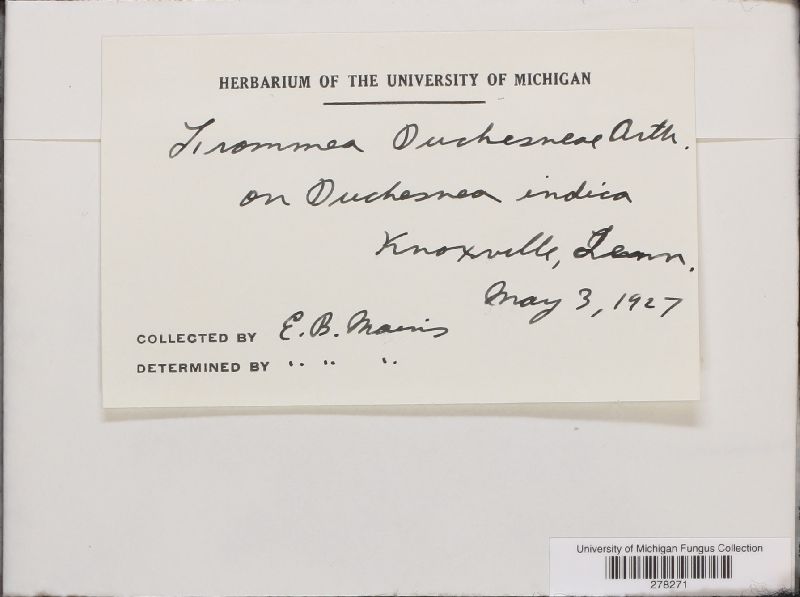 Frommea duchesneae image