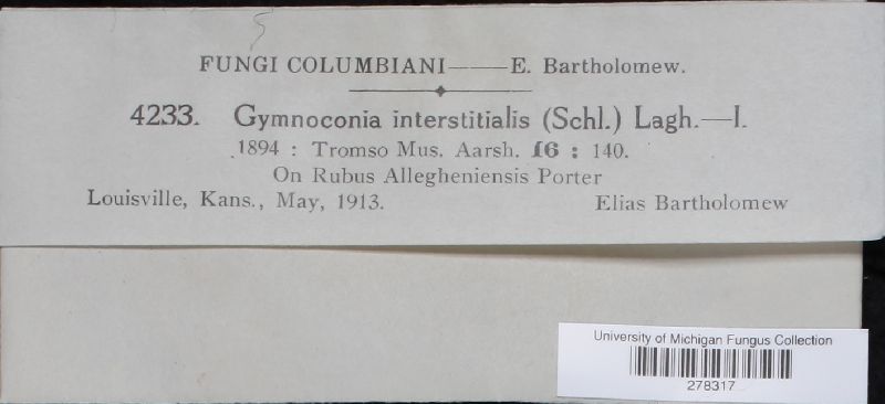 Gymnoconia interstitialis image