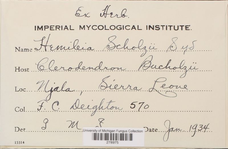 Hemileia scholzii image