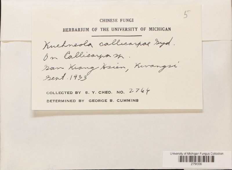 Kuehneola callicarpae image