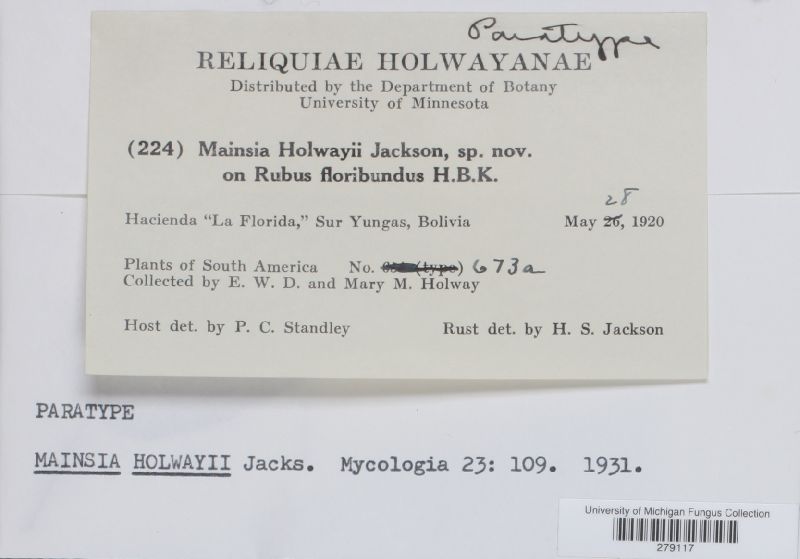 Mainsia holwayi image