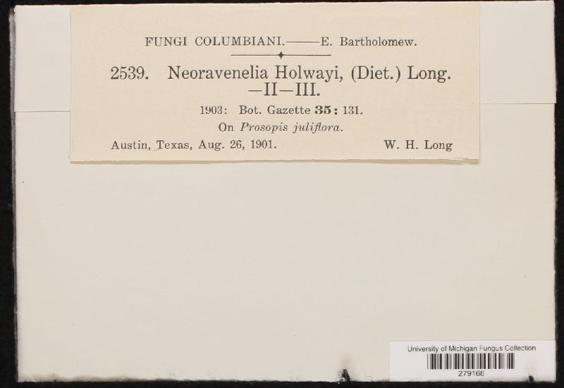 Neoravenelia holwayi image