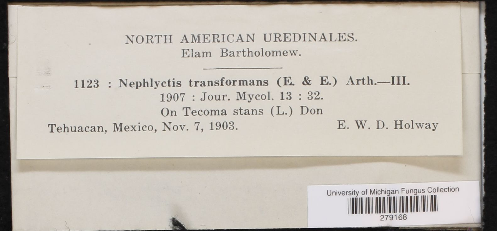 Nephlyctis transformans image