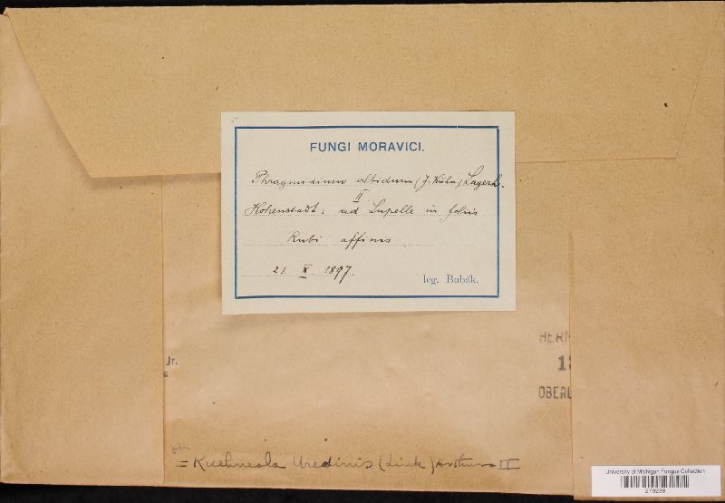 Kuehneola uredinis image
