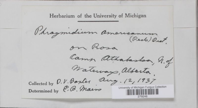 Phragmidium americanum image