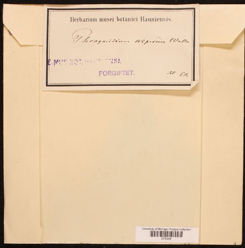 Phragmidium asperum image