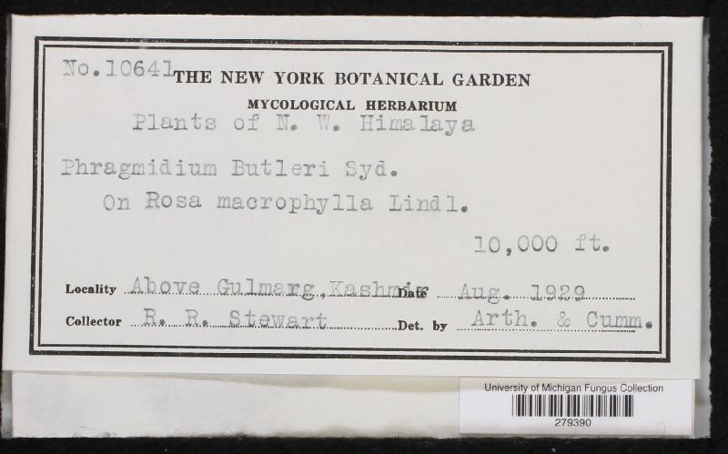 Phragmidium butleri image