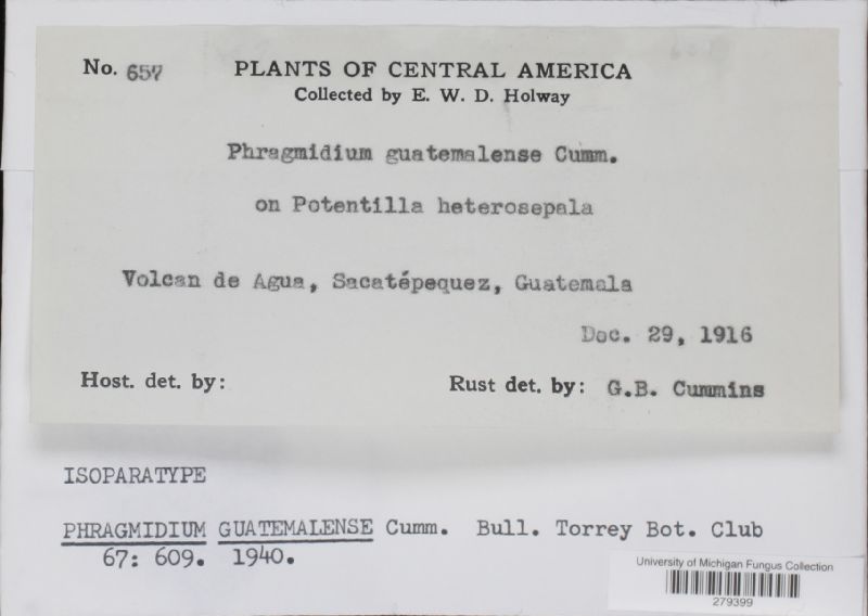 Phragmidium guatemalense image