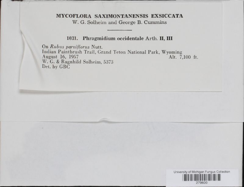 Phragmidium occidentale image