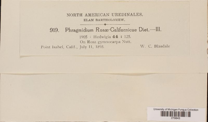 Phragmidium rosae-californicae image